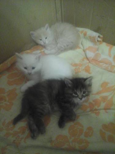 rкотята в дар
