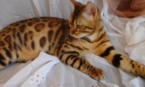 Продажа бенгальских котят