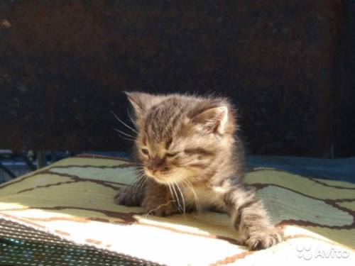 Отдаю котенка в хорошие руки
