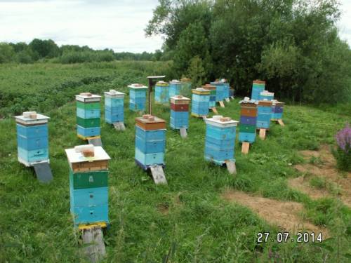 Продам пчел, семьи сильные. 