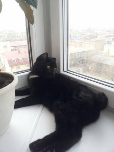 Отдам кота в хорошие руки