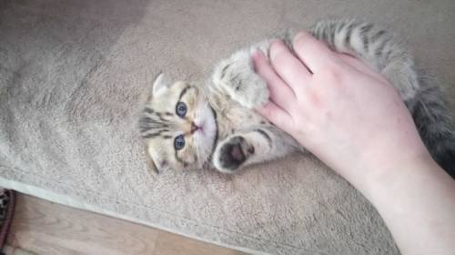 Продам шотландских котят 