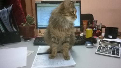 Отдадим кошечку в хорошие руки