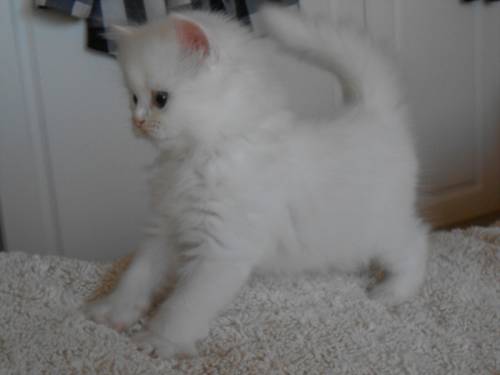 котята шотландские вислоухие
