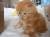 котята шотландские вислоухие