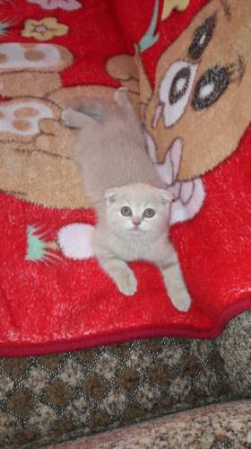 Редкий шотландский котик
