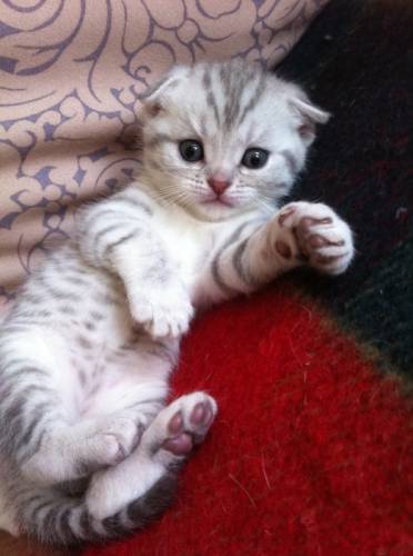 Шотландские породистые котята