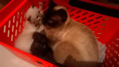 отдам котят в хорошие руки
