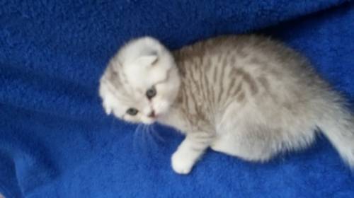 Шотландский котик ждет новых хозяев