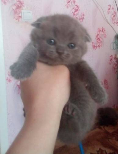 Шотландские котята ждут своих любящих хозяев