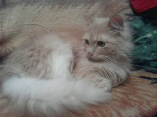 Взрослый котенок (кот) в хорошие руки 