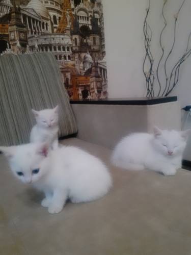 отдам котят  в хорошие руки