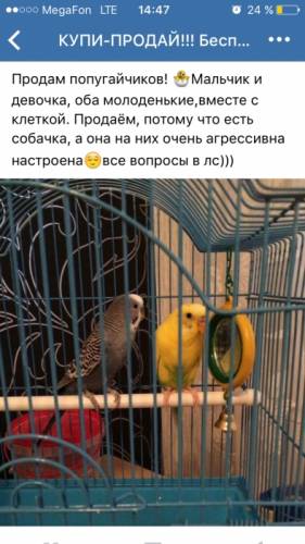 Продаю попугаев
