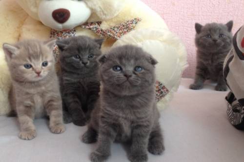 Котята британцы недорого срочно