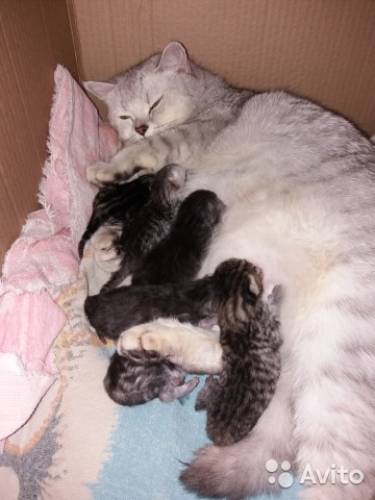 Шотландские котята ищут своих хозяев