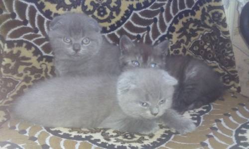 Породам породистых котят