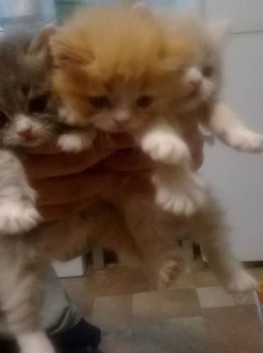 Шотландские котята не дорого
