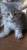 Котята шотландские скоттиш-страйт