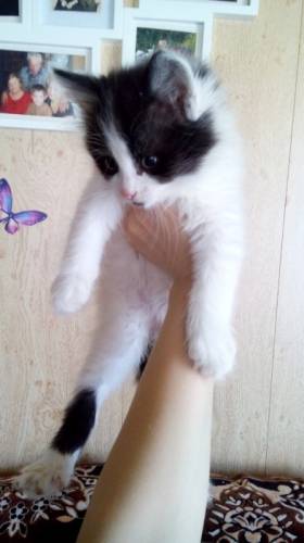 Котята в дар