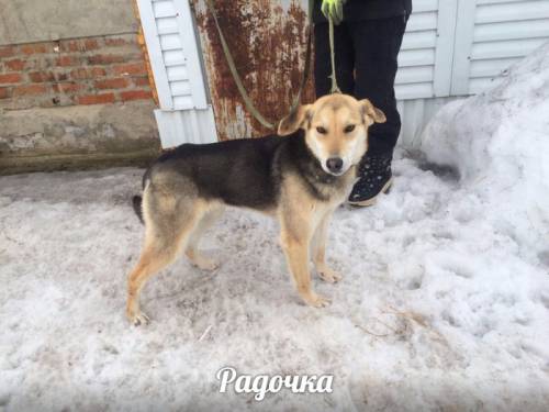 Радочка ждет своего хозяина
