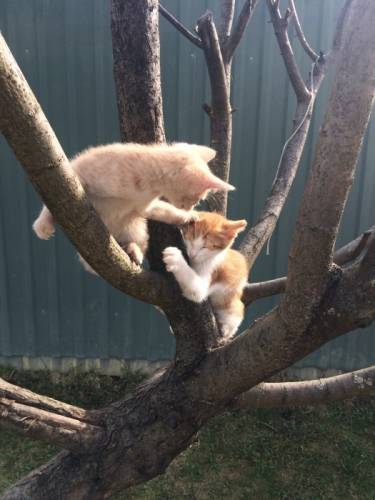 кошечку в хорошие руки