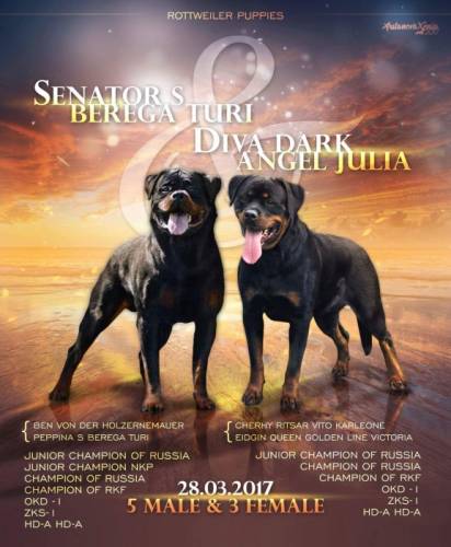 Щенки ротвейлера в Челябинске