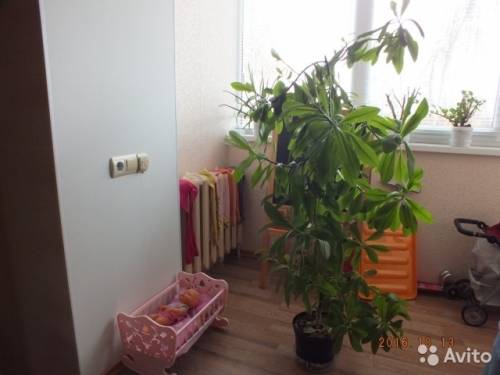 продам комнатные растения