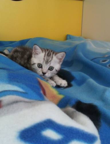 Шотландские котята