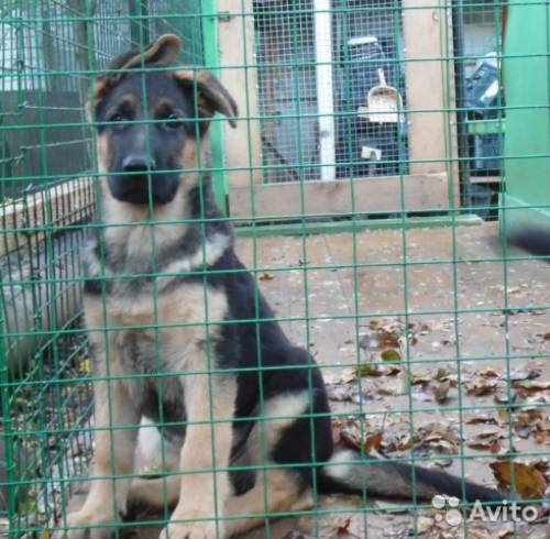 Подрощенные щенки немецкой овчарки