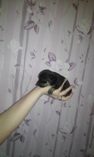 Продам красивых  щенят!