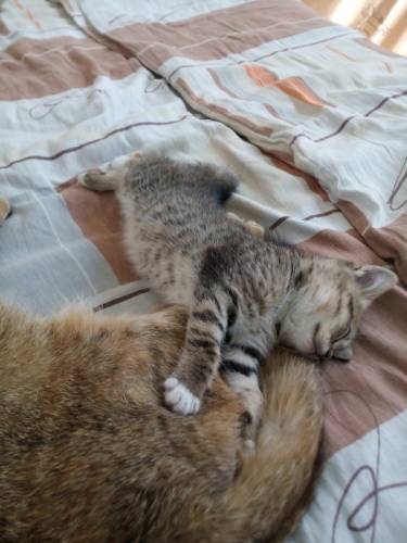 Отдам котёнка..в добрые руки!