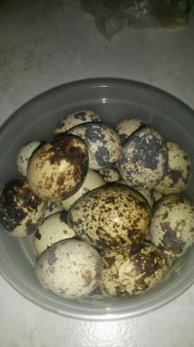 Продаю домашние перепелиные и куриные яйца