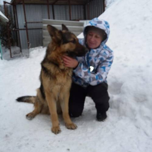 Щенка немецкой овчарки.