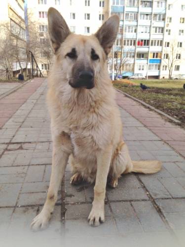 В добрые руки Малыш
