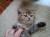 котята золотые тиккированные шиншиллы