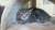 котенок-рысь  курильский бобтейл Seal-Tabby-Point редчайший окрас 