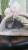 котенок-рысь  курильский бобтейл Seal-Tabby-Point редчайший окрас 