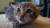 котенок-рысь  курильский бобтейл Seal-Tabby-Point редчайший окрас 