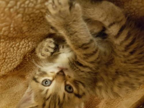 Котята ищут дом