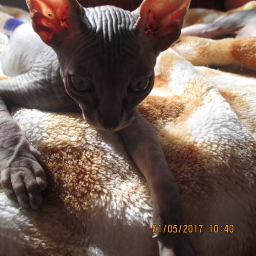 Котята канадский сфинкс 