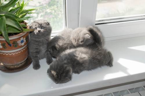 Шотландские вислоухие котята