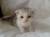  котята шотландские вислоухие