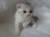  котята шотландские вислоухие