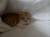  котята шотландские вислоухие