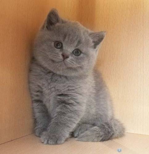 Продаются британские котята