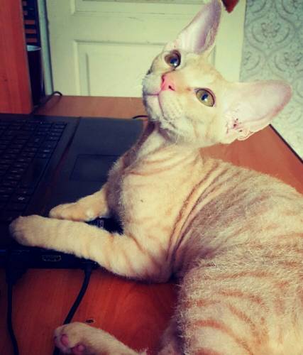Кошка ищет новый дом