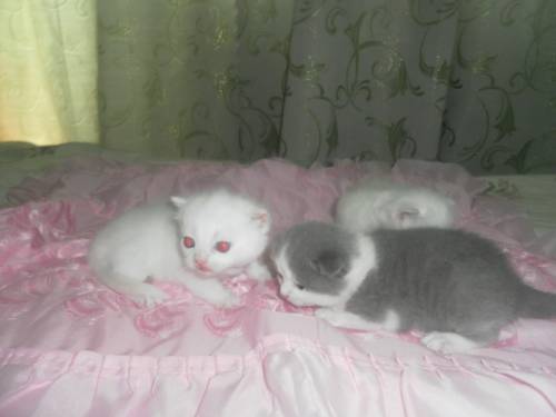 чистопородные шотландские котята