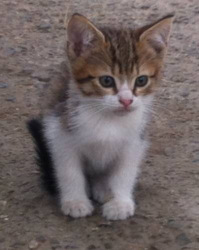 Котята 1,5 месяца