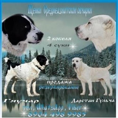 На продаже щенки САО (алабай ). Щенки все корпусные с красивыми линиями головы .