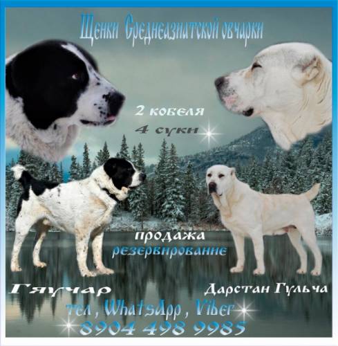 Продам ,щенков САО.